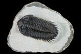 Coltraneia Trilobite Fossil - Huge Faceted Eyes #165842-1